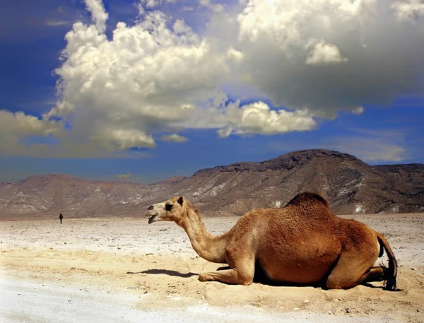 Camel on a desert of Oman — Stock Photo, Image