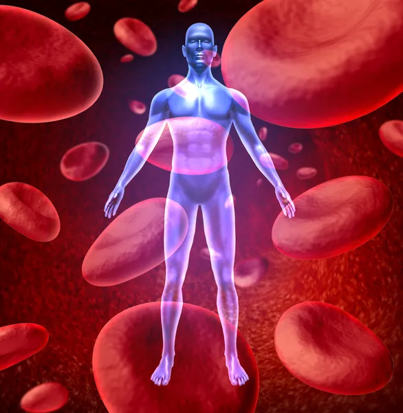 인간의 혈액 순환 — 스톡 사진