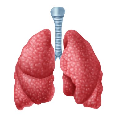 Human lungs clipart