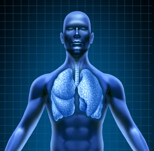 人类呼吸系统 — 图库照片