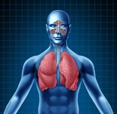 Human sinus and respiratory system clipart