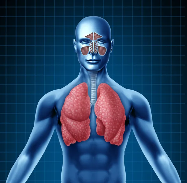 Sinusite e apparato respiratorio umano — Foto Stock
