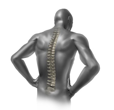 Human back spine clipart