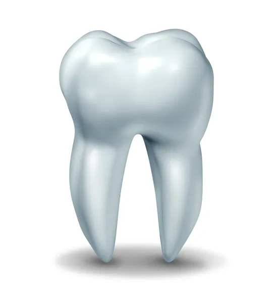 Ανθρώπινο δόντι — Φωτογραφία Αρχείου