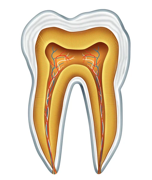 Anatomia médica dos dentes — Fotografia de Stock