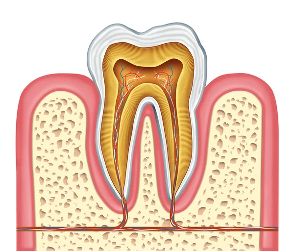 Anatomy of a healthy human tooth — Stock Photo, Image