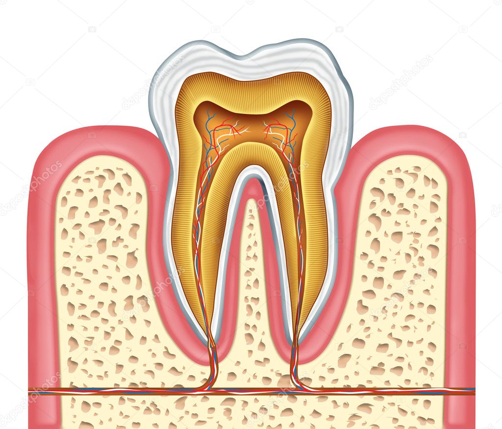 Stock　Photo　healthy　a　©lightsource　Anatomy　human　by　of　tooth　7855300