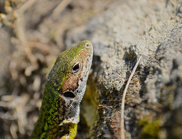 European green lizard (Lacerta viridis) — Stock Photo, Image
