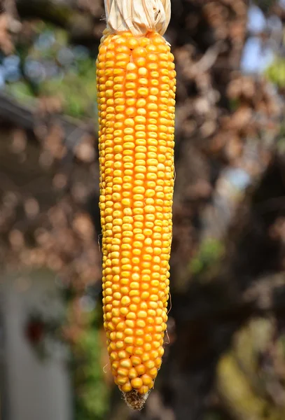 Kukorica, őszi betakarítás — Stock Fotó