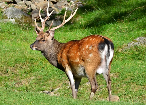 在阿尔卑斯山脉中的鹿 — 图库照片