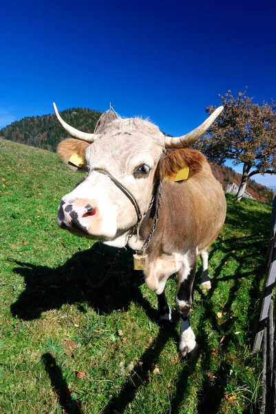 Vaca de fazenda em paisagem ao ar livre — Fotografia de Stock