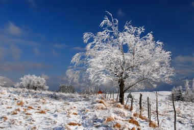 Kar kaplı ağaç