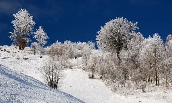 stock image Snow covered tree