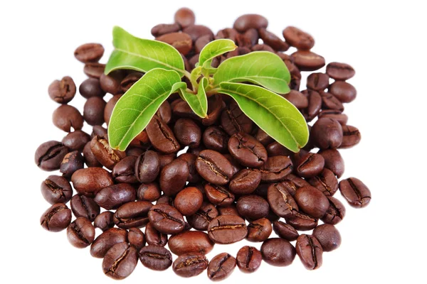 Green plant in a pile of coffee beans — Stok Foto