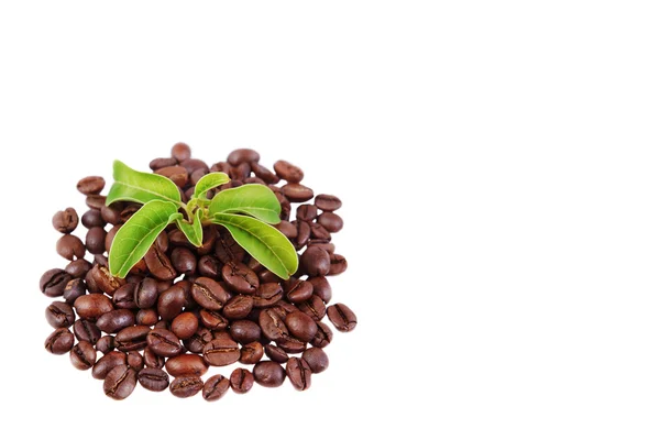 Green plant in a pile of coffee beans — Stock Photo, Image