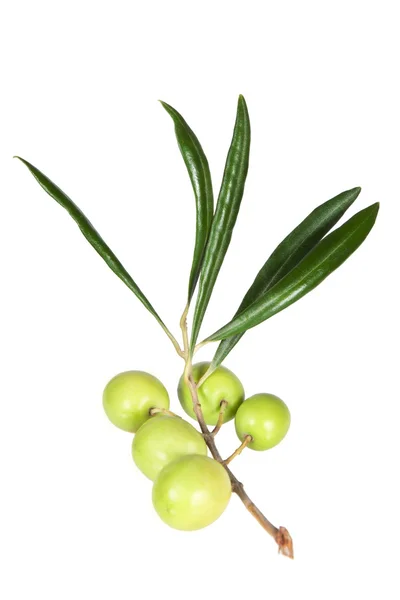 The branch of fresh olives — Stok fotoğraf