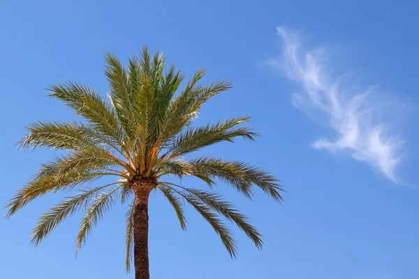 Palme gegen Himmel — Stockfoto