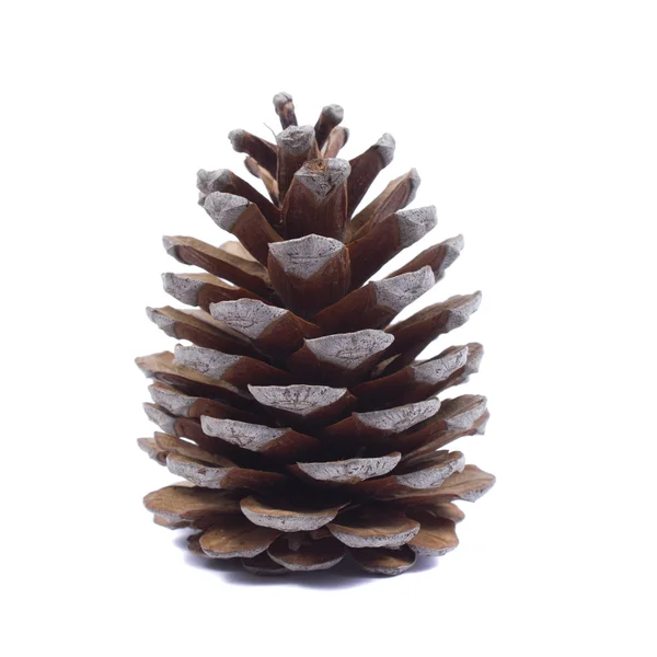 stock image Pinecone