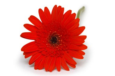 Kırmızı gerbera çiçek. beyaz izole