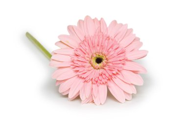 pembe gerbera çiçek. beyaz izole