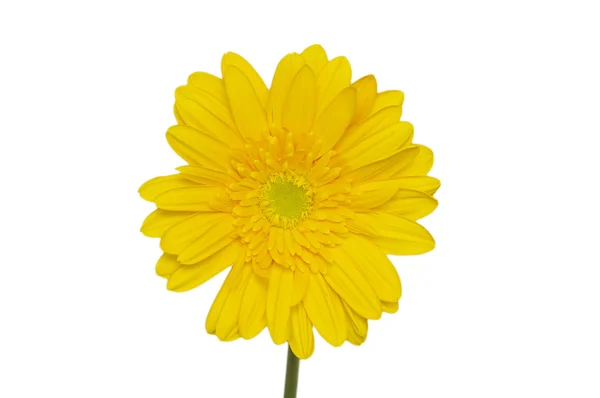 Yellow daisy flower isolated on white — Stock Photo, Image