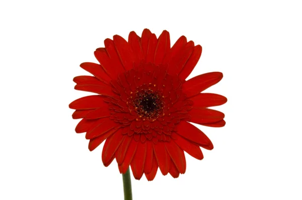 Red daisy flower isolated on white — Stock Photo, Image