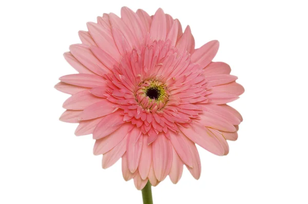 Pink daisy flower isolated on white — Stock Photo, Image