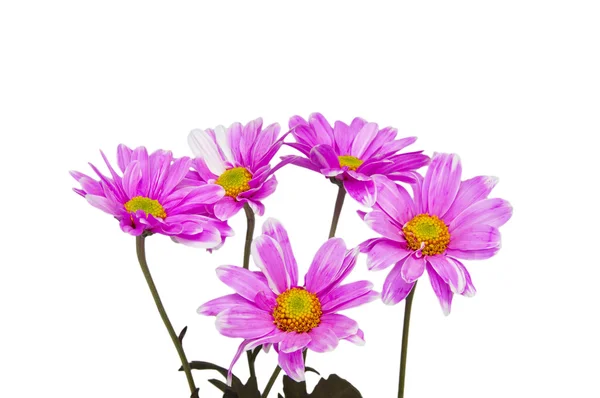 Chamomile flower isolated on white — Stock Photo, Image