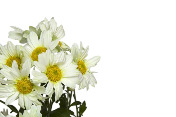 흰 꽃 위에 떼어 놓은 카모 마일 꽃 — 스톡 사진