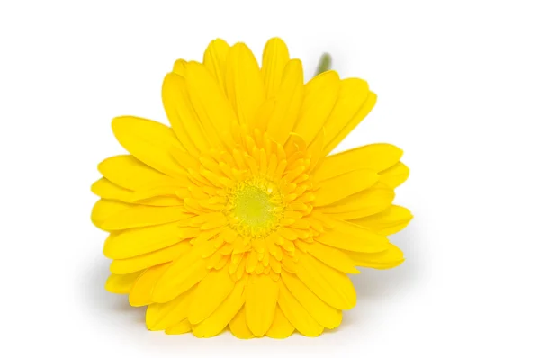 Yellow gerbera flower. Isolated on white — Stock Photo, Image