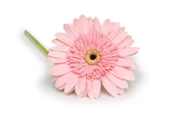 Pink gerbera flower. Isolated on white — Stock Photo, Image