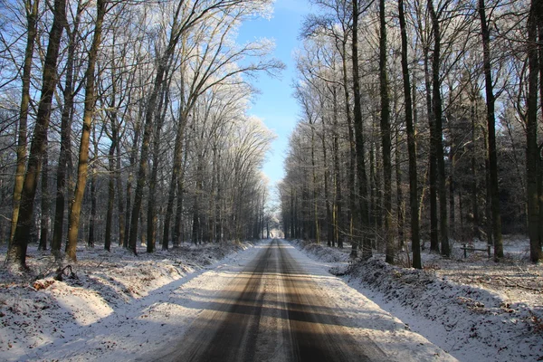 Tyhjä tie läpi metsän talvella — kuvapankkivalokuva