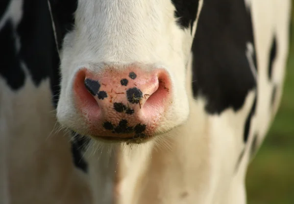 Nase einer Kuh — Stockfoto