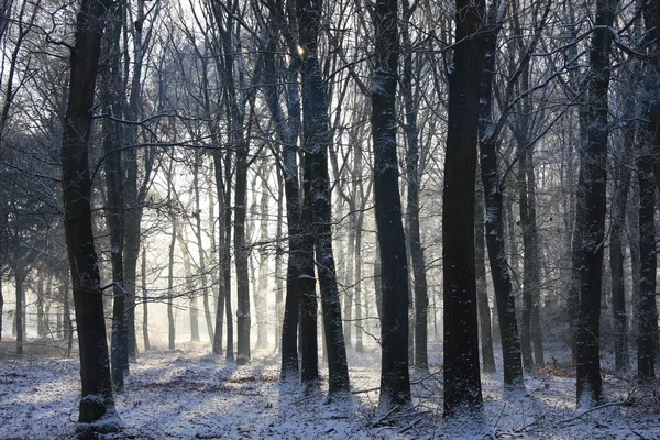 Forest in wintertime with beautiful sunbeams through the trees. — Stock Photo, Image