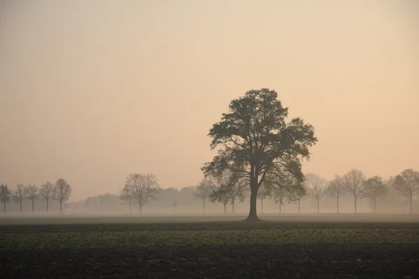 霧の風景の中の大きな木 ロイヤリティフリーのストック写真