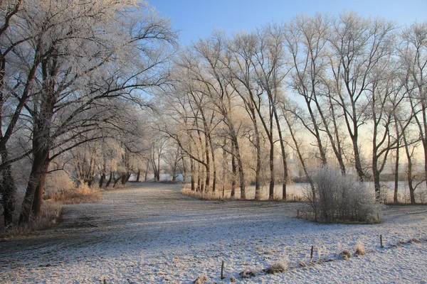 Landscape in wintertime — Stock Photo, Image