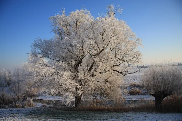 Puu jään peitossa ja sininen taivas — kuvapankkivalokuva