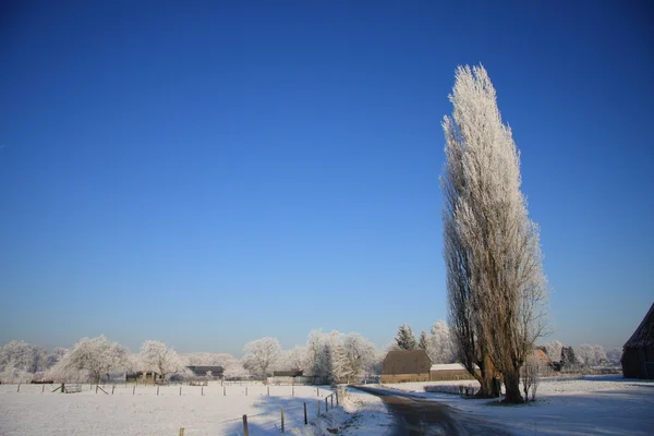 Yksinäinen puu jään peitossa talvimaisemassa — kuvapankkivalokuva