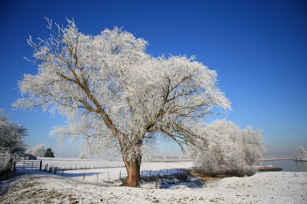 Puu jään peitossa talvimaisemassa — kuvapankkivalokuva