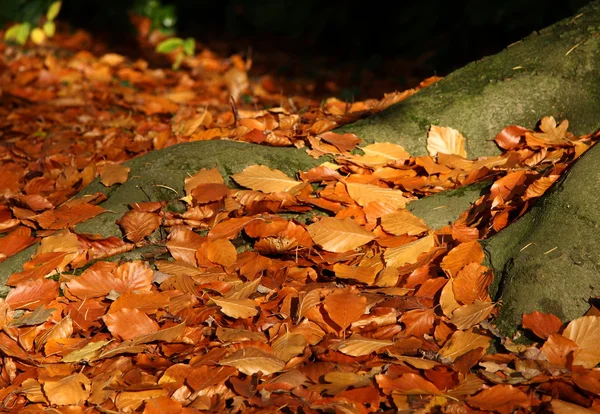 Feuilles sur le sol par les racines d'un arbre en automne Photos De Stock Libres De Droits