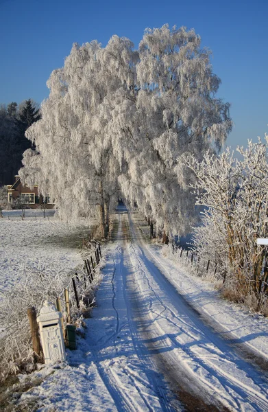Kauniita puita talvella — kuvapankkivalokuva