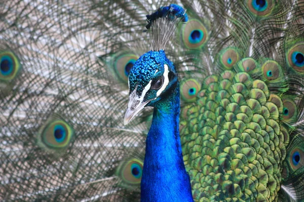 Blue indian peacock — Stock Photo, Image