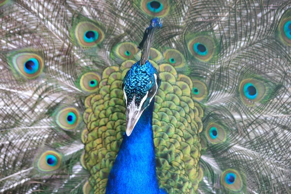 Blue indian peacock — Stock Photo, Image