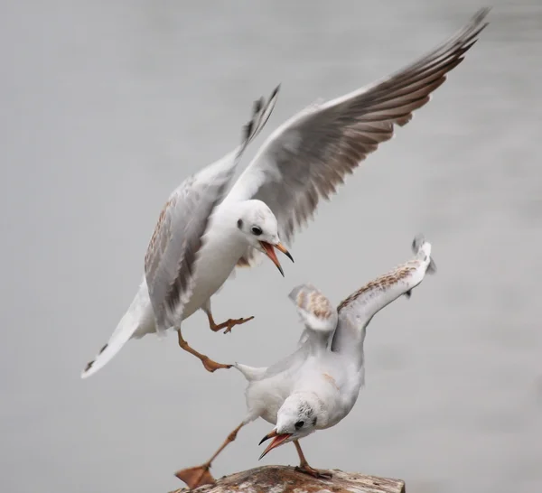 Duas gaivotas lutando Imagens De Bancos De Imagens