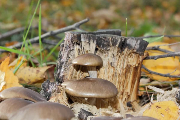 Ойстерські гриби на пні — стокове фото