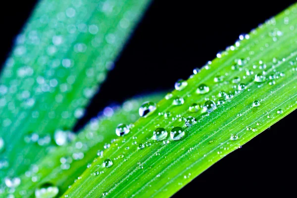 stock image Grass with water drops