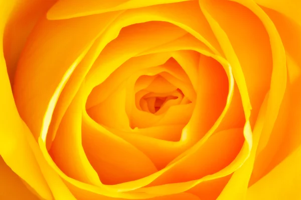 Rosa amarela Fotografia De Stock