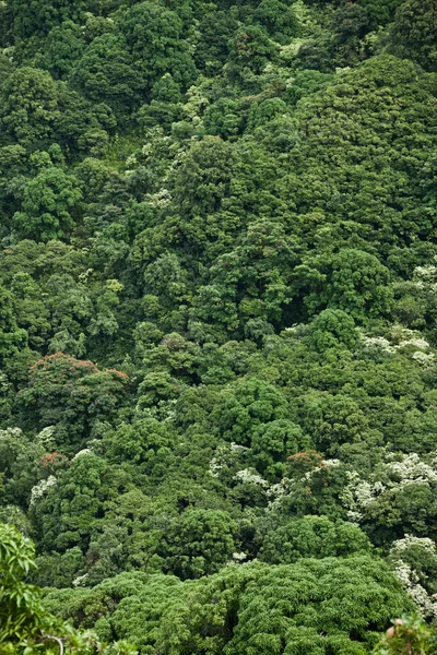 Щільні джунглі — стокове фото