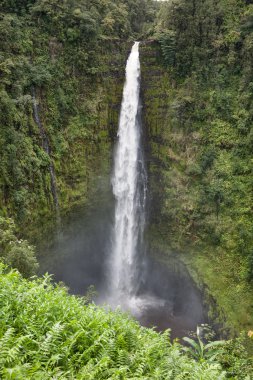 Waterfall in rainforest jungle clipart