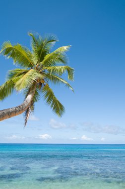 Palm tree over coral reef clipart